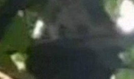 爆料熊猫事件视频大全集,揭秘萌宠背后的惊险瞬间